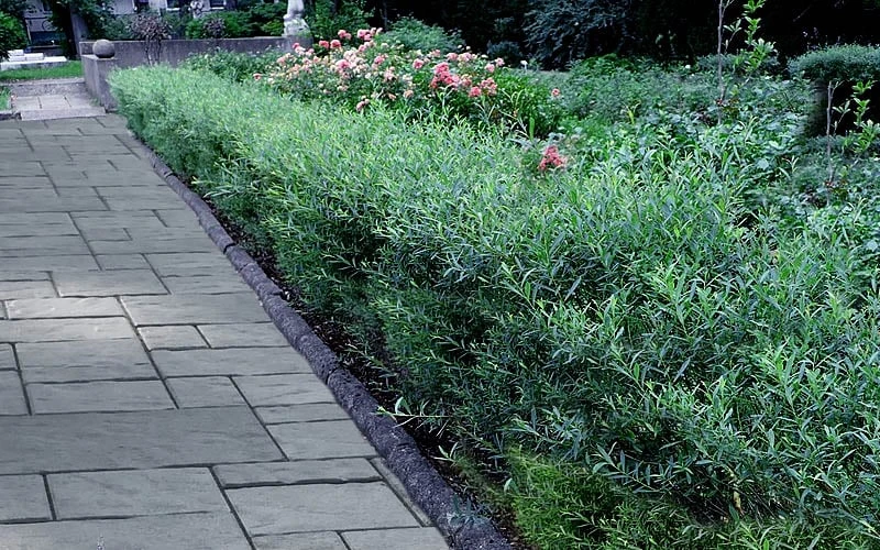 Dwarf Blue Arctic Willow Bush (Salix Purpurea 'Nana') - 5 Gallon Pot 7 Dwarf Blue Arctic Willow Bush (Salix Purpurea 'Nana') - 5 Gallon Pot - Image 5