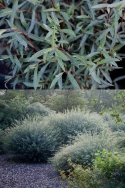 Dwarf Blue Arctic Willow Bush (Salix Purpurea 'Nana') - 1 Gallon Pot -Garden Plants Shop salix purpurea dwarf blue arctic willow 5 2