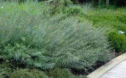 Dwarf Blue Arctic Willow Bush (Salix Purpurea 'Nana') - 1 Gallon Pot -Garden Plants Shop salix purpurea dwarf blue arctic willow 8 2