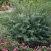 Dwarf Blue Arctic Willow Bush (Salix Purpurea 'Nana') - 5 Gallon Pot -Garden Plants Shop salix purpurea dwarf blue arctic willow 9