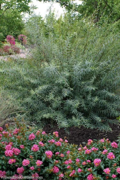Dwarf Blue Arctic Willow Bush (Salix Purpurea 'Nana') - 5 Gallon Pot 3 Dwarf Blue Arctic Willow Bush (Salix Purpurea 'Nana') - 5 Gallon Pot