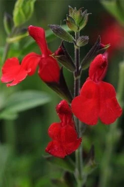 Radio Red Salvia (Autumn Sage) - 1 Gallon Pot -Garden Plants Shop salvia greggii radio red autumn sage 1