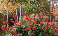 Radio Red Salvia (Autumn Sage) - 1 Gallon Pot -Garden Plants Shop salvia greggii radio red autumn sage 3