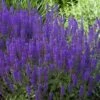 May Night Salvia - 1 Gallon 1 May Night Salvia - 1 Gallon -Garden Plants Shop salvia nemerosa may night 1