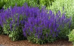 May Night Salvia - 1 Gallon 12 May Night Salvia - 1 Gallon -Garden Plants Shop salvia nemerosa may night 2