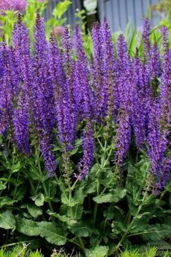 May Night Salvia - 5 Pack Of Quart Pots -Garden Plants Shop salvia nemerosa may night 4 1