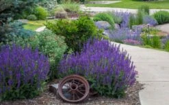 May Night Salvia - 1 Gallon 11 May Night Salvia - 1 Gallon -Garden Plants Shop salvia nemerosa may night 5