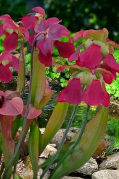 Bug Bat Pitcher Plant (Sarracenia) - 2.5 Quart Pot -Garden Plants Shop sarracenia bug bat pitcher plant 1