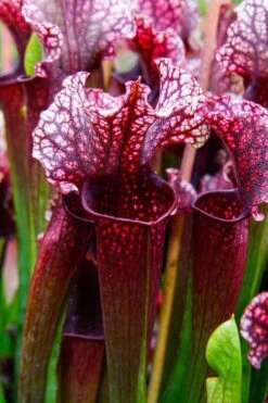 Judith Hindle Pitcher Plant (Sarracenia) - 2.5 Quart Pot -Garden Plants Shop sarracenia judith hindle pitcher plant 4