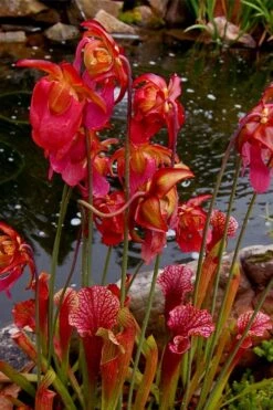 Judith Hindle Pitcher Plant (Sarracenia) - 2.5 Quart Pot -Garden Plants Shop sarracenia judith hindle pitcher plant 5