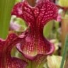 Judith Hindle Pitcher Plant (Sarracenia) - 2.5 Quart Pot -Garden Plants Shop sarracenia judith hindle pitcher plant 6