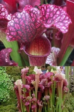 Judith Hindle Pitcher Plant (Sarracenia) - 2.5 Quart Pot -Garden Plants Shop sarracenia judith hindle pitcher plant 7