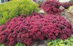 Dazzleberry Sedum - 5 Pack Of 4" Pint Pots -Garden Plants Shop sedum dazzleberry stonecrop 3