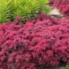 Dazzleberry Sedum - 5 Pack Of 4" Pint Pots 1 Dazzleberry Sedum - 5 Pack Of 4" Pint Pots -Garden Plants Shop sedum dazzleberry stonecrop 5