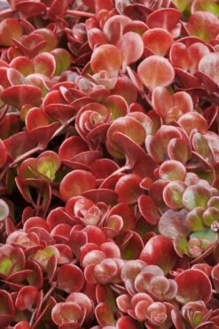 Coral Reef Sedum - 5-Pack Of Pint Pots -Garden Plants Shop sedum tectractinum coral reef stonecrop 1 1