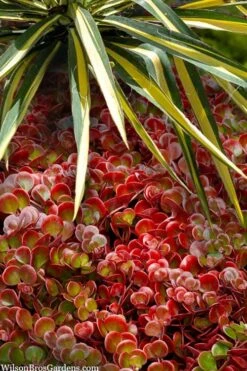 Coral Reef Sedum Tetractinum - 10 Pack Of 4" Pint Pots -Garden Plants Shop sedum tetractinum coral reef 20