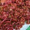 Coral Reef Sedum Tetractinum - 10 Pack Of 4" Pint Pots 1 Coral Reef Sedum Tetractinum - 10 Pack Of 4" Pint Pots -Garden Plants Shop sedum tetractinum coral reef 21