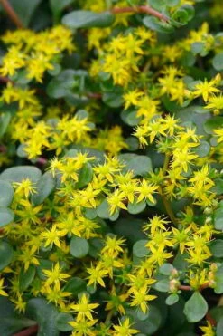 Coral Reef Sedum Tetractinum - 10 Pack Of 4" Pint Pots -Garden Plants Shop sedum tetractinum coral reef 22