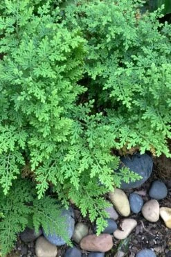 Arborvitae Fern (Selaginella Braunii) - 2.5 Quart Pot -Garden Plants Shop selaginella braunii arborvitae fern 2