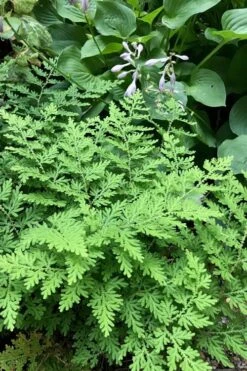 Arborvitae Fern (Selaginella Braunii) - 2.5 Quart Pot -Garden Plants Shop selaginella braunii arborvitae fern 3