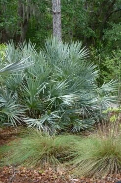 Silver Saw Palmetto Palm - 7 Gallon Pot -Garden Plants Shop serenoa repens silver saw palmetto palm 1