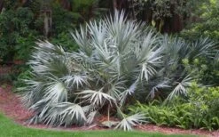 Silver Saw Palmetto Palm - 7 Gallon Pot -Garden Plants Shop serenoa repens silver saw palmetto palm 3