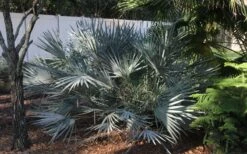 Silver Saw Palmetto Palm - 7 Gallon Pot -Garden Plants Shop serenoa repens silver saw palmetto palm 4