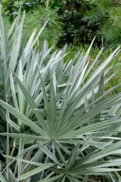 Silver Saw Palmetto Palm - 7 Gallon Pot -Garden Plants Shop serenoa repens silver saw palmetto palm 5