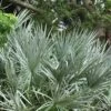 Silver Saw Palmetto Palm - 7 Gallon Pot -Garden Plants Shop serenoa repens silver saw palmetto palm 7