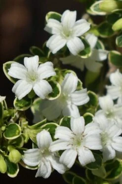Variegated Snowbush (Serissa Japonica) - 1 Gallon Pot -Garden Plants Shop serissa foetida variegata snowbush 5