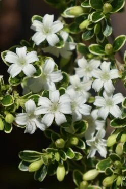 Variegated Snowbush (Serissa Japonica) - 3 Gallon Pot -Garden Plants Shop serissa foetida variegata snowbush 6 1
