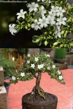 Variegated Snowbush (Serissa Japonica) - 1 Gallon Pot -Garden Plants Shop serissa foetida variegata snowbush 7