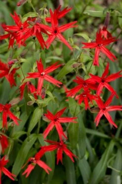 Scarlet Catchfly (Silene Virginica) - 1 Gallon Pot -Garden Plants Shop silene virginica fire pink scarlet catchfly 10