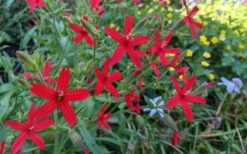 Scarlet Catchfly (Silene Virginica) - 1 Gallon Pot -Garden Plants Shop silene virginica fire pink scarlet catchfly 12