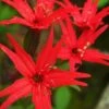 Scarlet Catchfly (Silene Virginica) - 1 Gallon Pot -Garden Plants Shop silene virginica fire pink scarlet catchfly 14