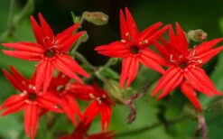 Scarlet Catchfly (Silene Virginica) - 1 Gallon Pot -Garden Plants Shop silene virginica fire pink scarlet catchfly 6