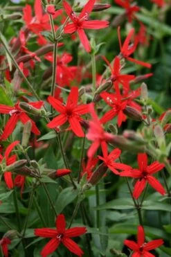 Scarlet Catchfly (Silene Virginica) - 1 Gallon Pot -Garden Plants Shop silene virginica fire pink scarlet catchfly 8