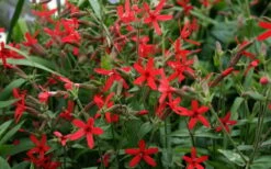 Scarlet Catchfly (Silene Virginica) - 1 Gallon Pot -Garden Plants Shop silene virginica fire pink scarlet catchfly 9