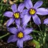 Moody Blues Blue-Eyed Grass (Sisyrinchium) - 1 Gallon Pot -Garden Plants Shop sisyrinchium idahoense macounii moody blues blue eyed grass 3