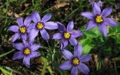 Moody Blues Blue-Eyed Grass (Sisyrinchium) - 1 Gallon Pot -Garden Plants Shop sisyrinchium idahoense macounii moody blues blue eyed grass 4