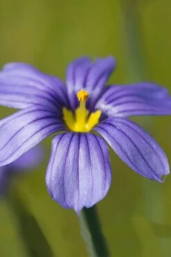 Moody Blues Blue-Eyed Grass (Sisyrinchium) - 1 Gallon Pot -Garden Plants Shop sisyrinchium idahoense macounii moody blues blue eyed grass 5
