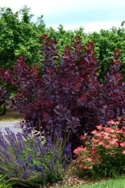 Royal Purple Smoke Tree (TREE FORM) - 5 Gallon Pot -Garden Plants Shop smoke tree royal purple 20
