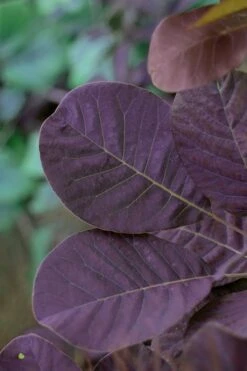 Royal Purple Smoke Tree (TREE FORM) - 5 Gallon Pot -Garden Plants Shop smoke tree royal purple 22