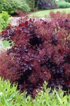 Royal Purple Smoke Tree (TREE FORM) - 5 Gallon Pot -Garden Plants Shop smoke tree royal purple 23