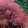 Royal Purple Smoke Tree (TREE FORM) - 5 Gallon Pot -Garden Plants Shop smoke tree royal purple 29 thumbnail