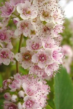 White Meadowsweet (Spirea Alba) - 1 Gallon Pot -Garden Plants Shop spirea alba white meadowsweet 7