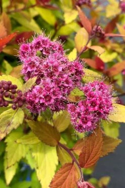 Rainbow Fizz Spirea - 3 Gallon Pot -Garden Plants Shop spirea rainbow fizz 1