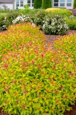Rainbow Fizz Spirea - 3 Gallon Pot -Garden Plants Shop spirea rainbow fizz 2