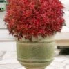 Rainbow Fizz Spirea - 3 Gallon Pot -Garden Plants Shop spirea rainbow fizz 5