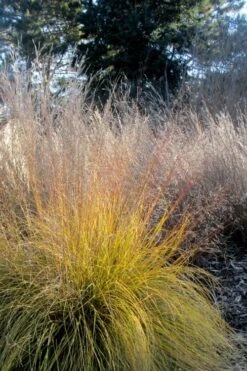 Prairie Dropseed Grass (Sporobolis Heterolepis) - 6 Pack Of 1 Gallon Pots -Garden Plants Shop sporobolis heterolepis prairie dropseed grass 18